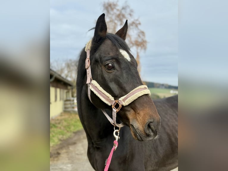 Tsjechisch warmbloed Ruin 16 Jaar 178 cm Donkerbruin in Pelmberg