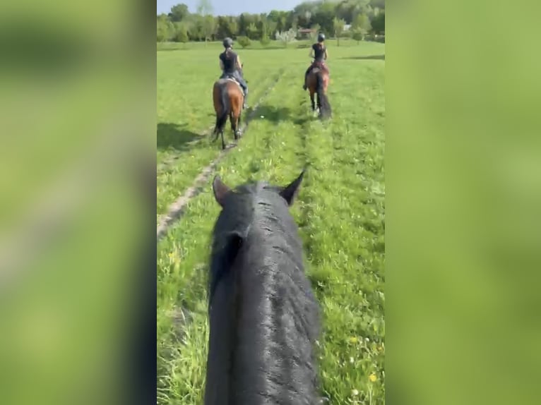 Tsjechisch warmbloed Ruin 16 Jaar 178 cm Donkerbruin in Pelmberg