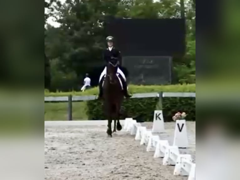 Tsjechisch warmbloed Ruin 16 Jaar 178 cm Donkerbruin in Pelmberg