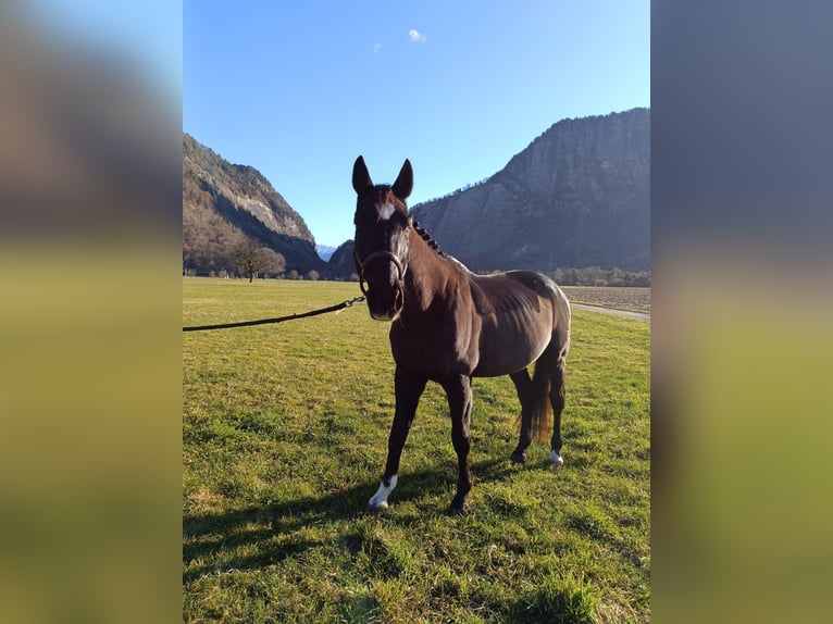 Tsjechisch warmbloed Ruin 17 Jaar 169 cm Zwart in Malans GR