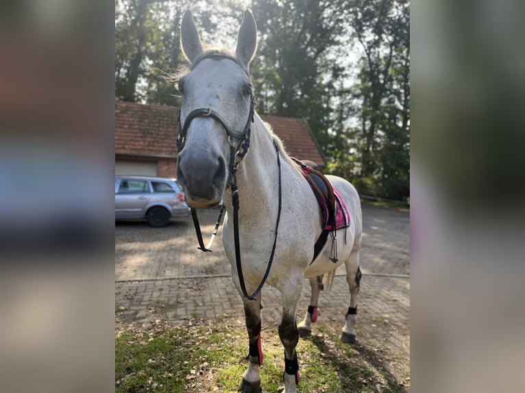 Tsjechisch warmbloed Ruin 18 Jaar 167 cm Appelschimmel in Löningen