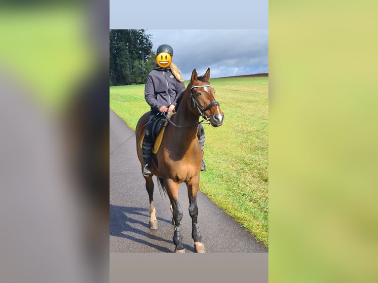 Tsjechisch warmbloed Ruin 19 Jaar 170 cm Bruin in Simmersfeld