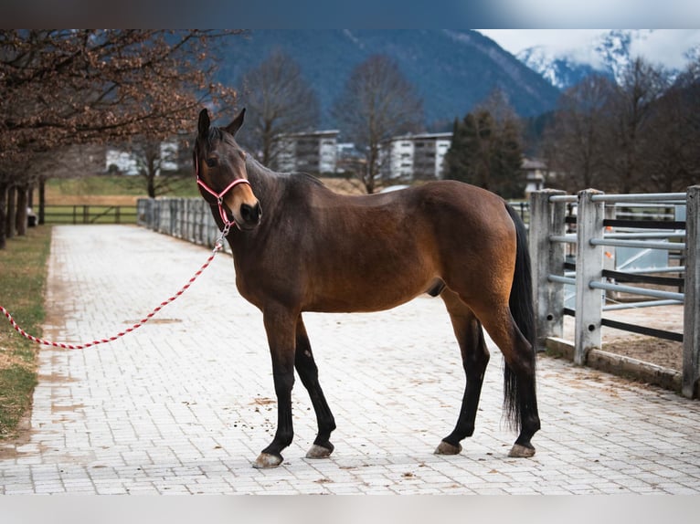 Tsjechisch warmbloed Ruin 21 Jaar 169 cm Donkerbruin in Reutte