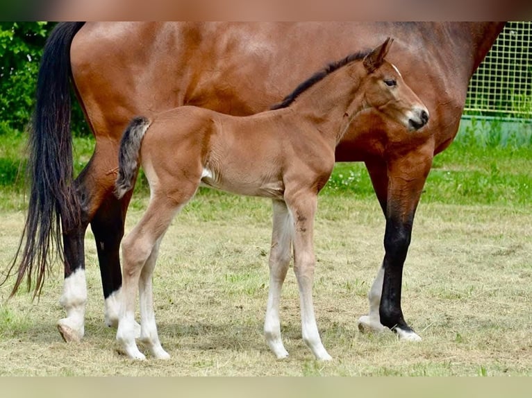 Tsjechisch warmbloed Ruin 2 Jaar 162 cm Roodbruin in Rychvald