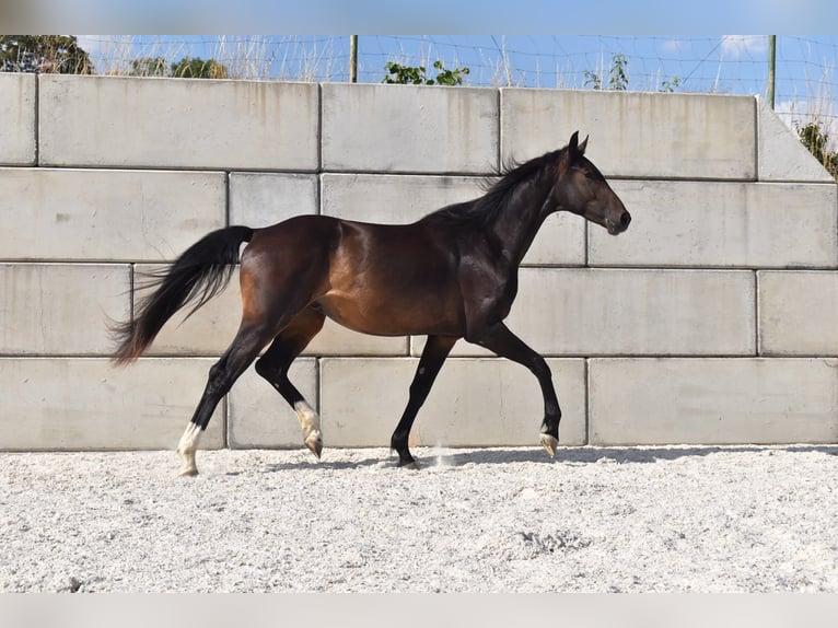 Tsjechisch warmbloed Ruin 2 Jaar 166 cm Zwartbruin in Stallwang