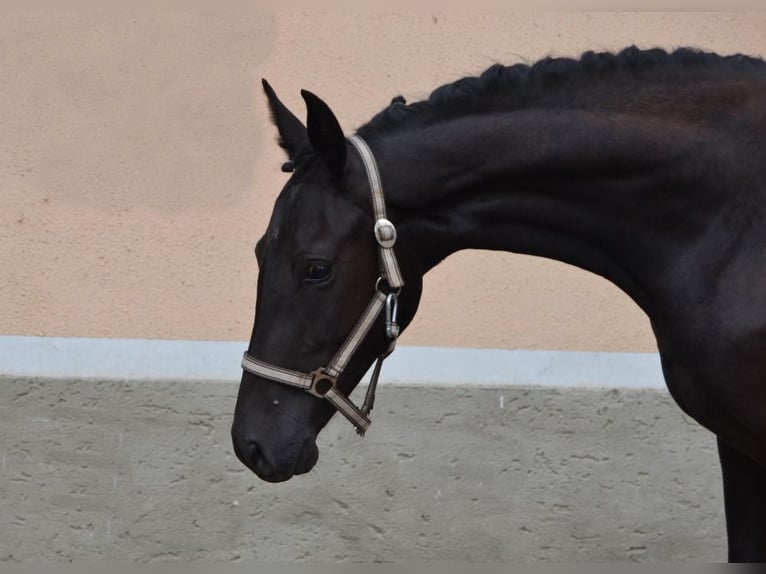 Tsjechisch warmbloed Ruin 2 Jaar Zwart in Czech Republic