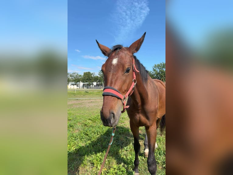 Tsjechisch warmbloed Ruin 3 Jaar 172 cm Bruin in N&#xFD;&#x159;any