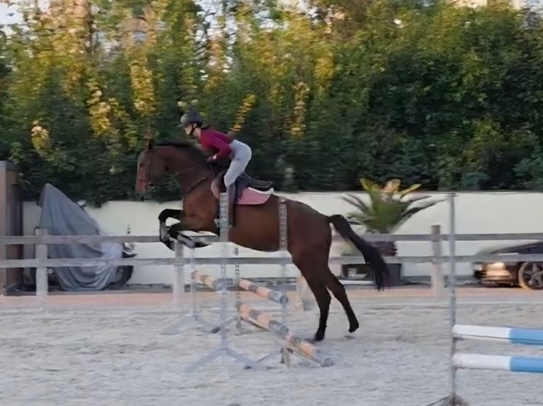 Tsjechisch warmbloed Ruin 3 Jaar 172 cm Bruin in N&#xFD;&#x159;any