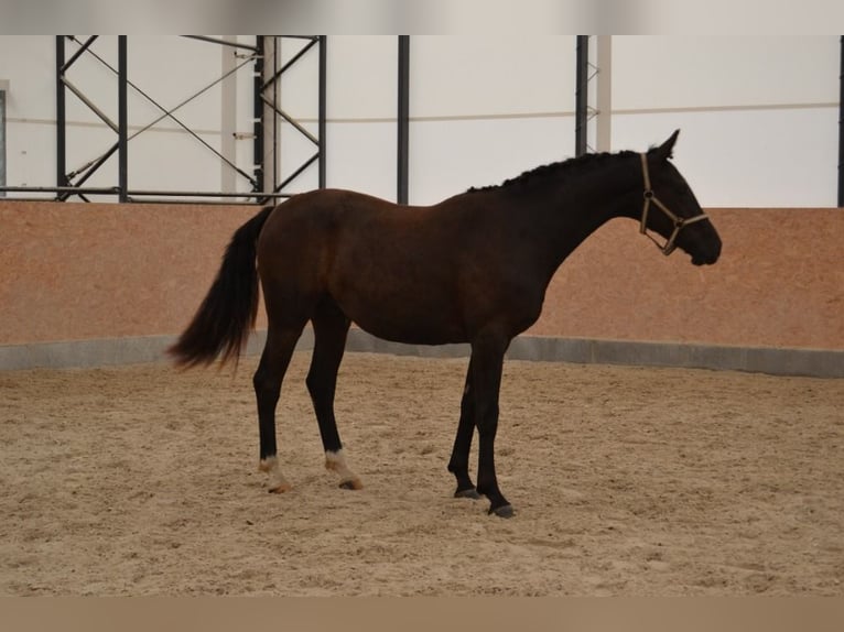 Tsjechisch warmbloed Ruin 3 Jaar Zwart in Czech Republic