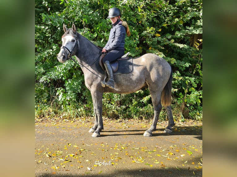 Tsjechisch warmbloed Ruin 4 Jaar 160 cm Appelschimmel in Bad Camberg