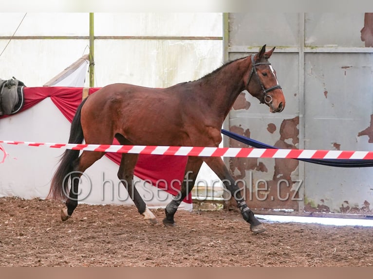 Tsjechisch warmbloed Ruin 4 Jaar 162 cm Bruin in Tyn nad Vltavou