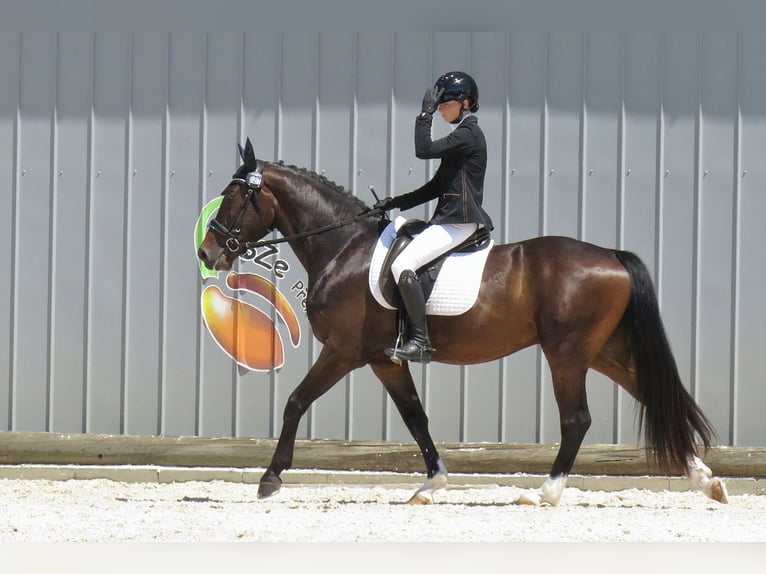 Tsjechisch warmbloed Ruin 4 Jaar 165 cm Donkerbruin in Prerov