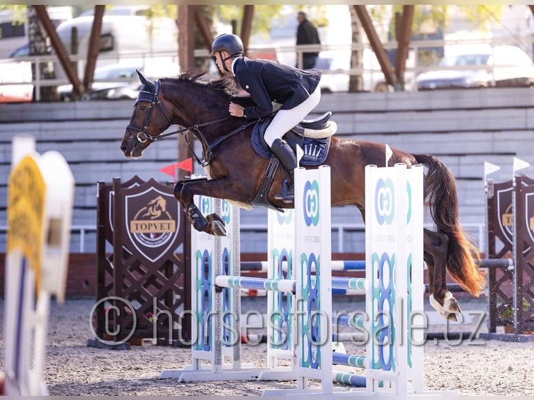 Tsjechisch warmbloed Ruin 4 Jaar 165 cm Donkere-vos in Tyn nad Vltavou