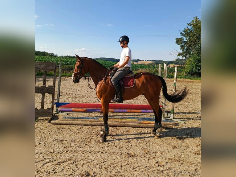 Tsjechisch warmbloed Ruin 4 Jaar 167 cm Bruin in Miličín