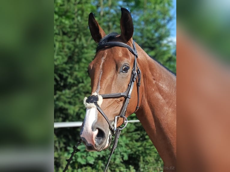 Tsjechisch warmbloed Ruin 4 Jaar 167 cm Bruin in Miličín