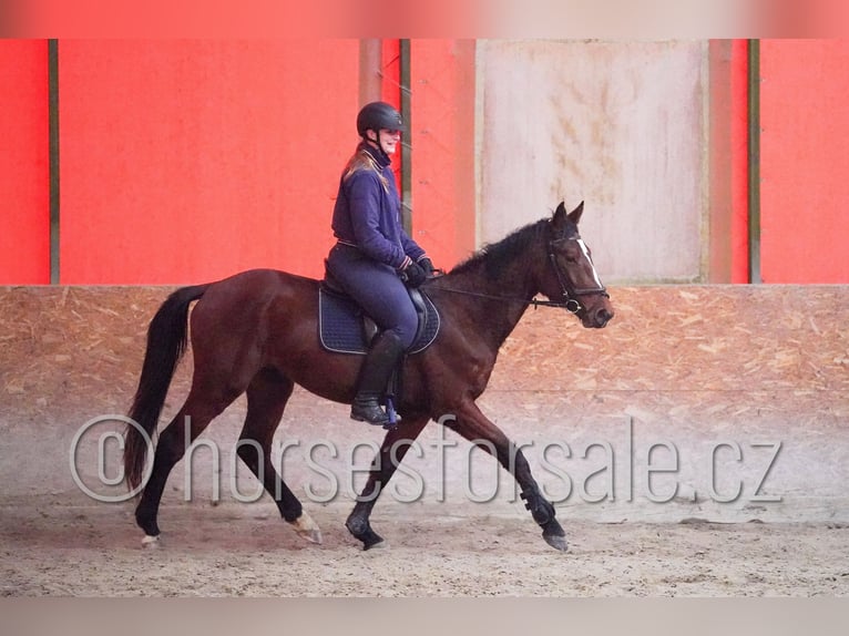 Tsjechisch warmbloed Ruin 4 Jaar 167 cm Bruin in Tyn nad Vltavou
