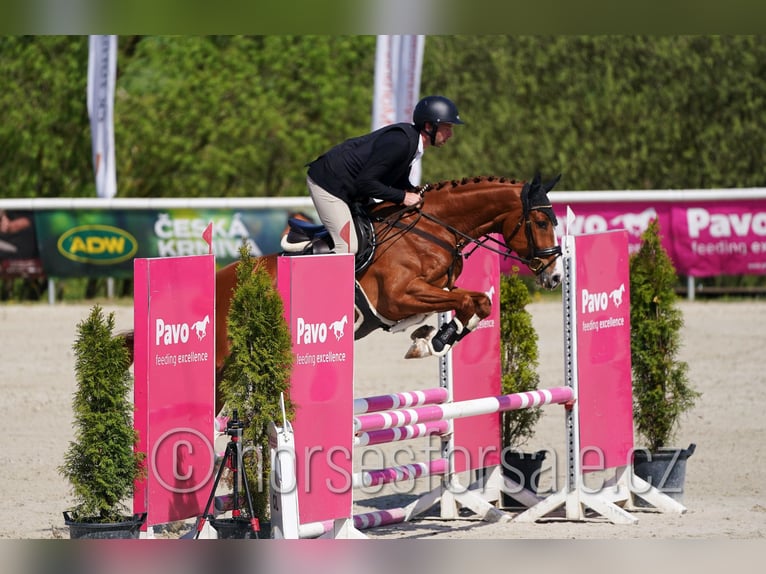 Tsjechisch warmbloed Ruin 4 Jaar 168 cm Vos in Tyn nad Vltavou