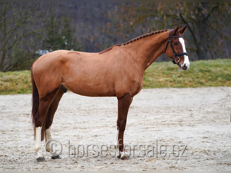 Tsjechisch warmbloed Ruin 4 Jaar 168 cm Vos in Tyn nad Vltavou