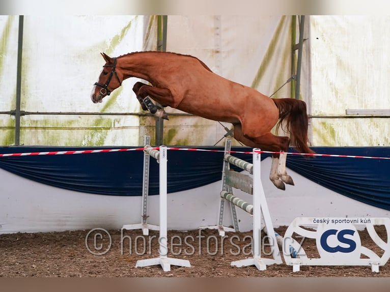 Tsjechisch warmbloed Ruin 4 Jaar 168 cm Vos in Tyn nad Vltavou