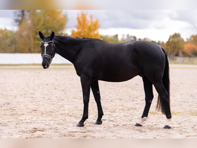 Tsjechisch warmbloed Ruin 4 Jaar 168 cm Zwart in Cheb
