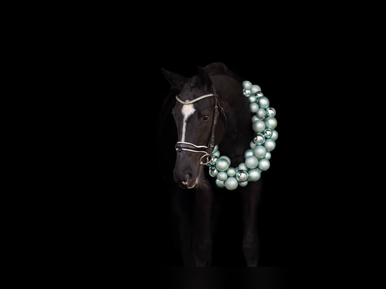 Tsjechisch warmbloed Ruin 4 Jaar 168 cm Zwart in Cheb