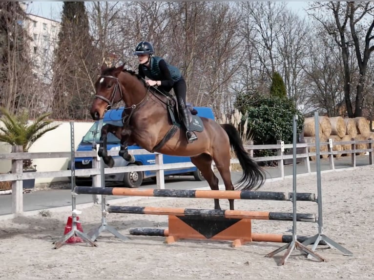 Tsjechisch warmbloed Ruin 4 Jaar 172 cm Roodbruin in Prague