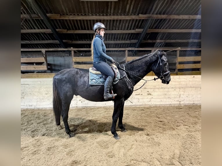 Tsjechisch warmbloed Ruin 4 Jaar 178 cm Zwart in Pelmberg