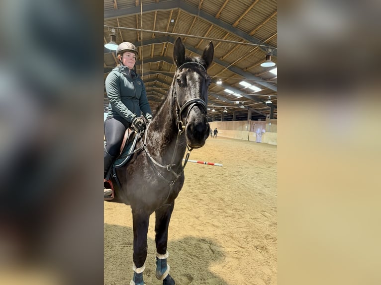 Tsjechisch warmbloed Ruin 4 Jaar 178 cm Zwart in Pelmberg