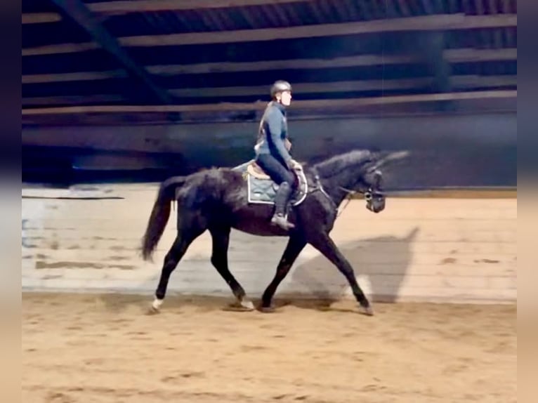 Tsjechisch warmbloed Ruin 4 Jaar 178 cm Zwart in Pelmberg