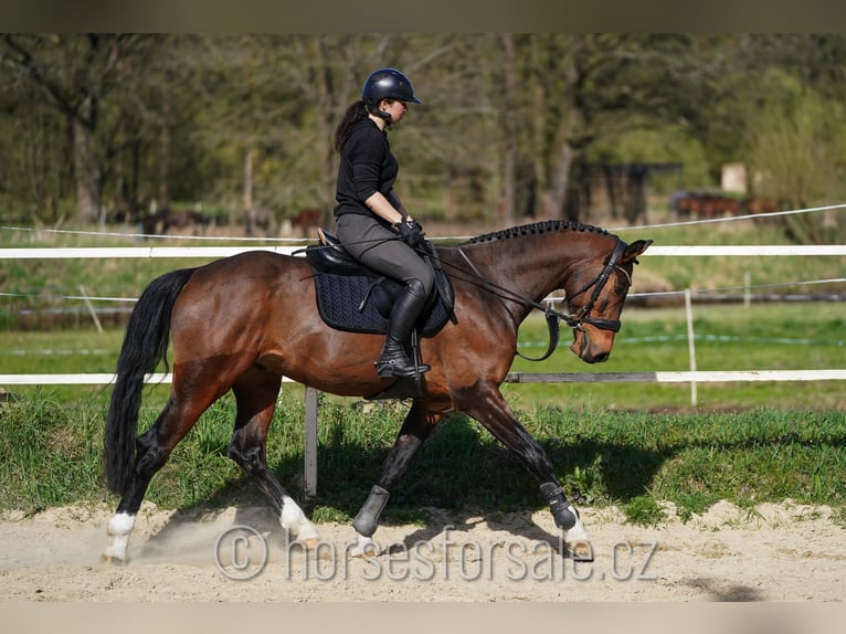 Tsjechisch warmbloed Ruin 5 Jaar 165 cm Bruin in Tabor