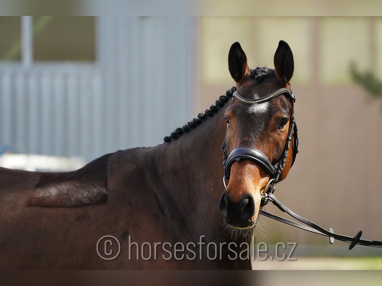 Tsjechisch warmbloed Ruin 5 Jaar 165 cm Bruin in Tabor