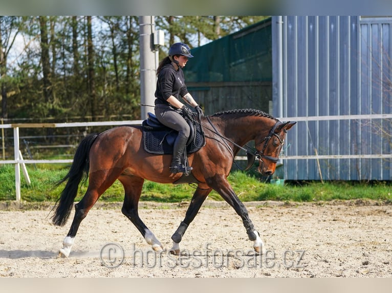 Tsjechisch warmbloed Ruin 5 Jaar 165 cm Bruin in Tabor