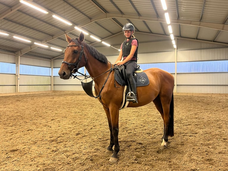 Tsjechisch warmbloed Ruin 5 Jaar 169 cm Roodbruin in Prague