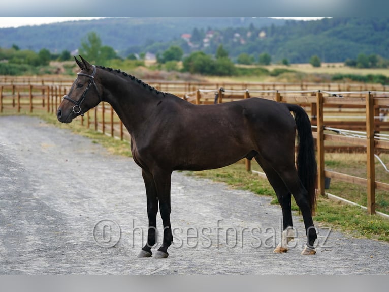 Tsjechisch warmbloed Ruin 5 Jaar 170 cm Donkerbruin in Pisek