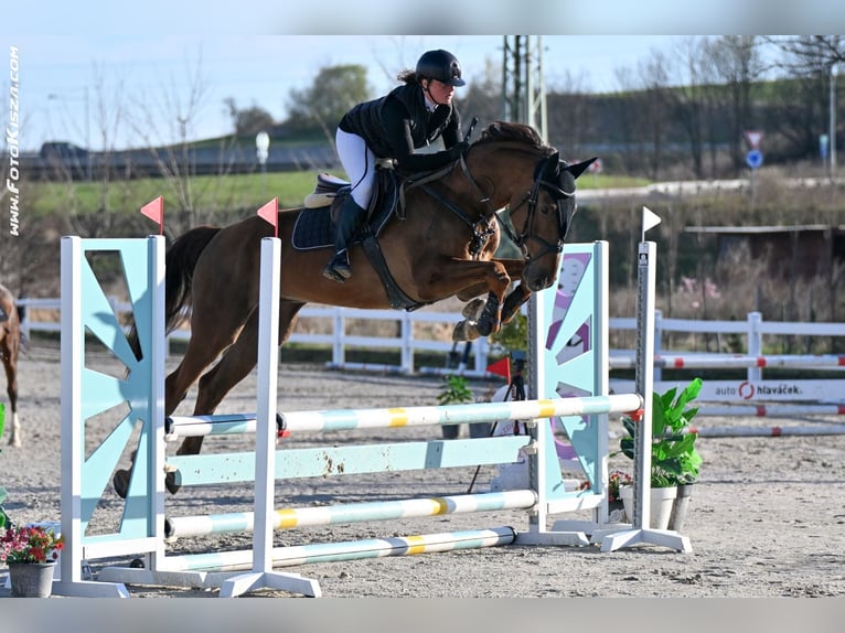 Tsjechisch warmbloed Ruin 5 Jaar 170 cm Donkere-vos in Prague