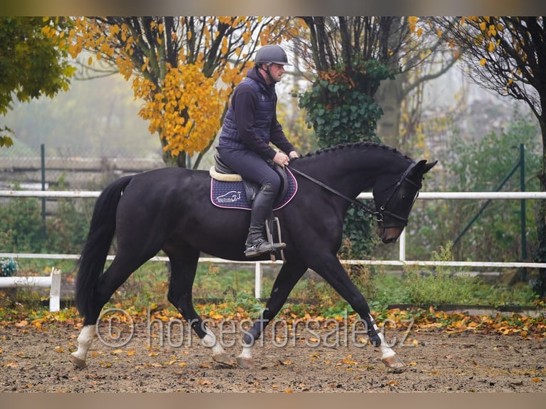 Tsjechisch warmbloed Ruin 5 Jaar 172 cm Zwartbruin in Neratovice