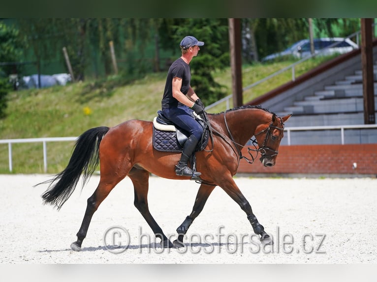 Tsjechisch warmbloed Ruin 6 Jaar 165 cm Bruin in 39701