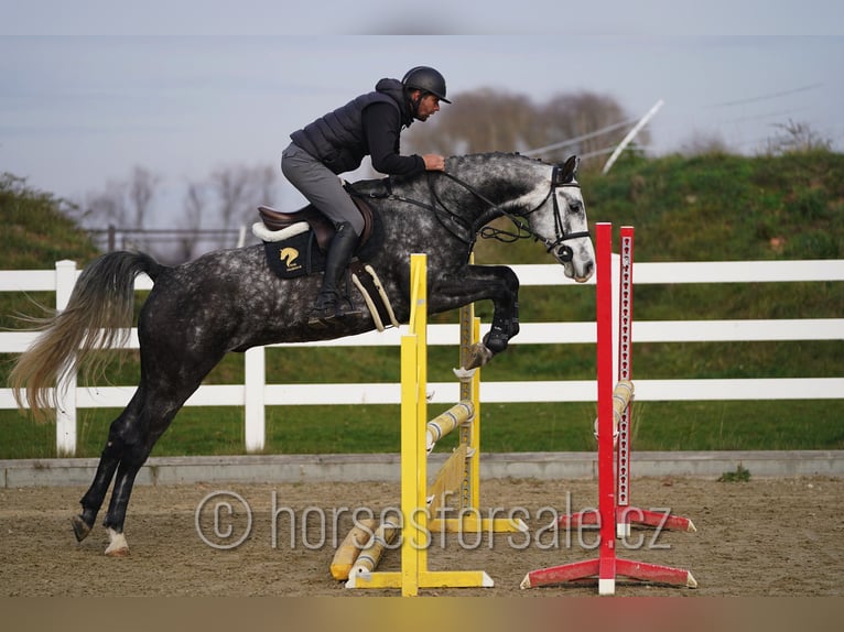 Tsjechisch warmbloed Ruin 6 Jaar 165 cm Schimmel in Olomouc