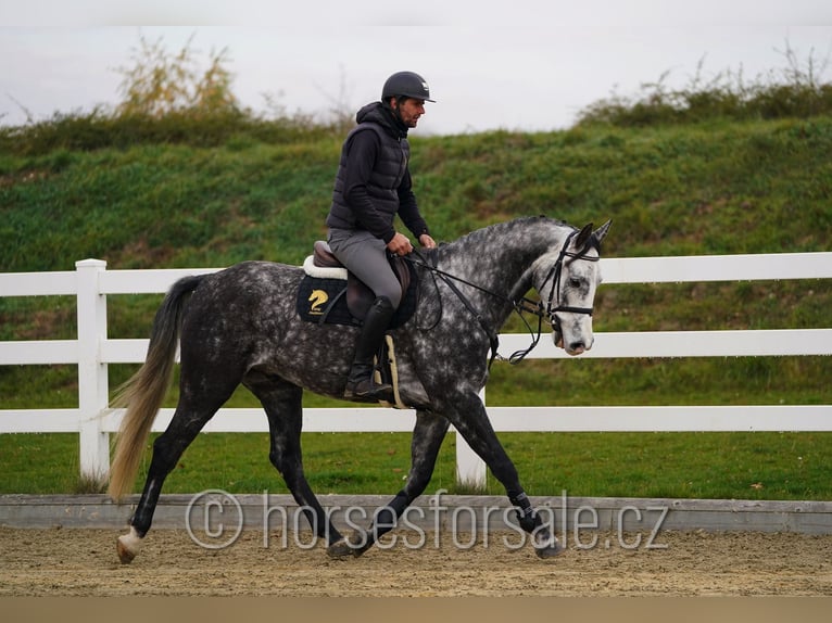 Tsjechisch warmbloed Ruin 6 Jaar 165 cm Schimmel in Olomouc