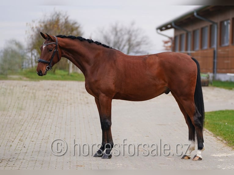 Tsjechisch warmbloed Ruin 6 Jaar 171 cm Bruin in Olomouc