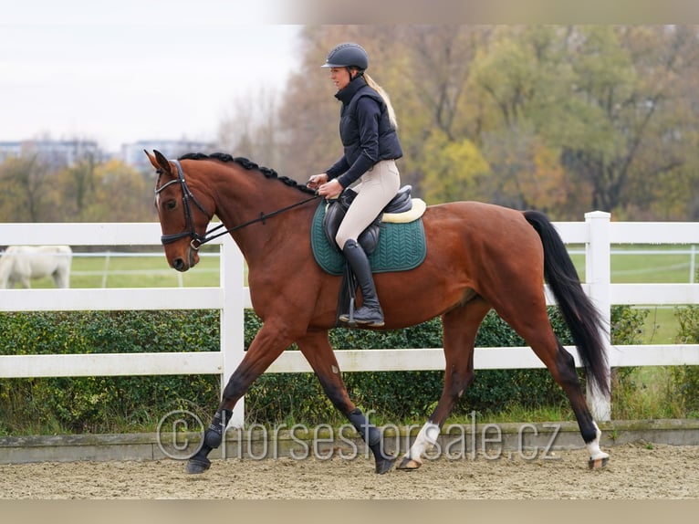 Tsjechisch warmbloed Ruin 6 Jaar 171 cm Bruin in Olomouc