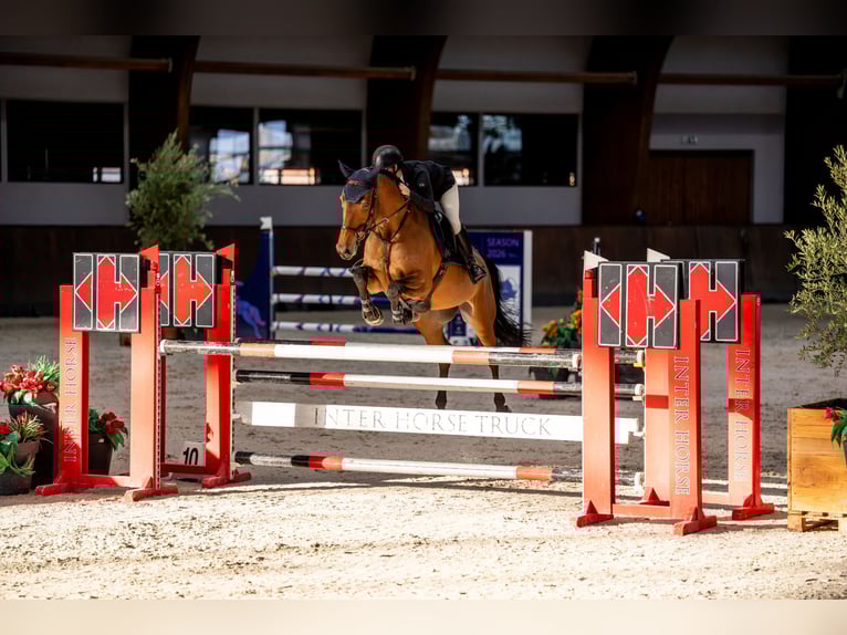 Tsjechisch warmbloed Ruin 6 Jaar 173 cm Bruin in Brandýs nad Labem