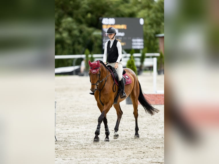 Tsjechisch warmbloed Ruin 6 Jaar 173 cm Bruin in Brandýs nad Labem