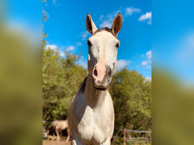 Tsjechisch warmbloed Ruin 6 Jaar 177 cm Schimmel in Prešov