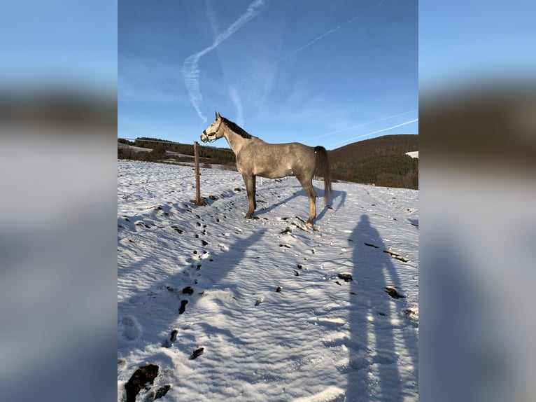 Tsjechisch warmbloed Ruin 6 Jaar 180 cm Schimmel in Prešov