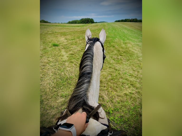 Tsjechisch warmbloed Ruin 6 Jaar 180 cm Schimmel in Prešov