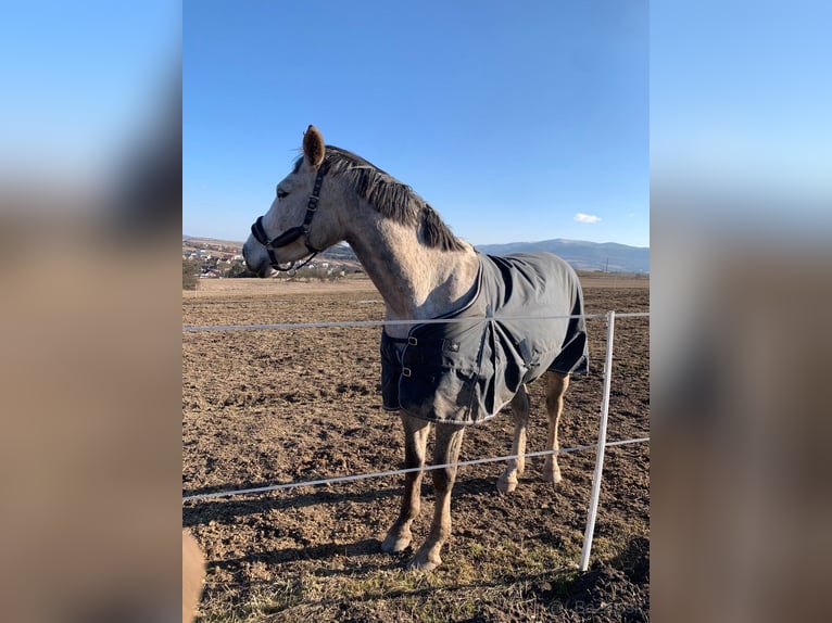 Tsjechisch warmbloed Ruin 6 Jaar 180 cm Schimmel in Prešov