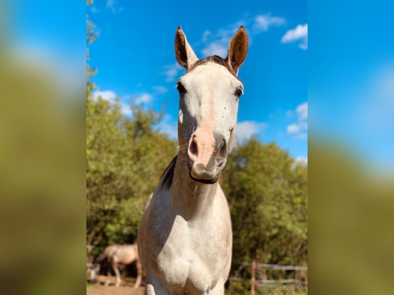 Tsjechisch warmbloed Ruin 6 Jaar 180 cm Schimmel in Prešov
