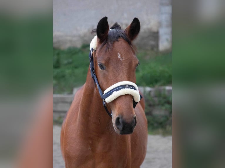 Tsjechisch warmbloed Mix Ruin 7 Jaar 155 cm Roodbruin in Louny