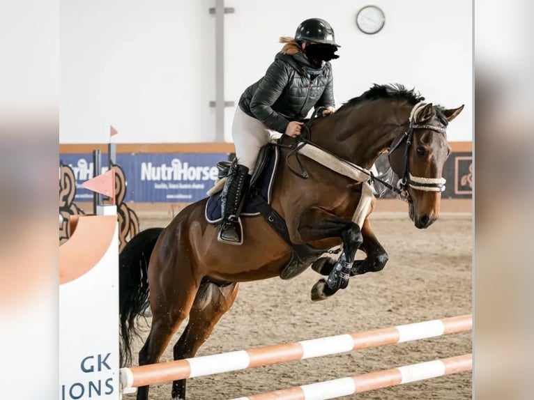 Tsjechisch warmbloed Ruin 7 Jaar 165 cm Bruin in Světlá Hora